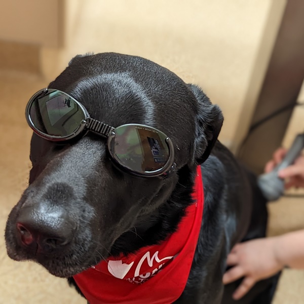 Dog Laser Therapy 