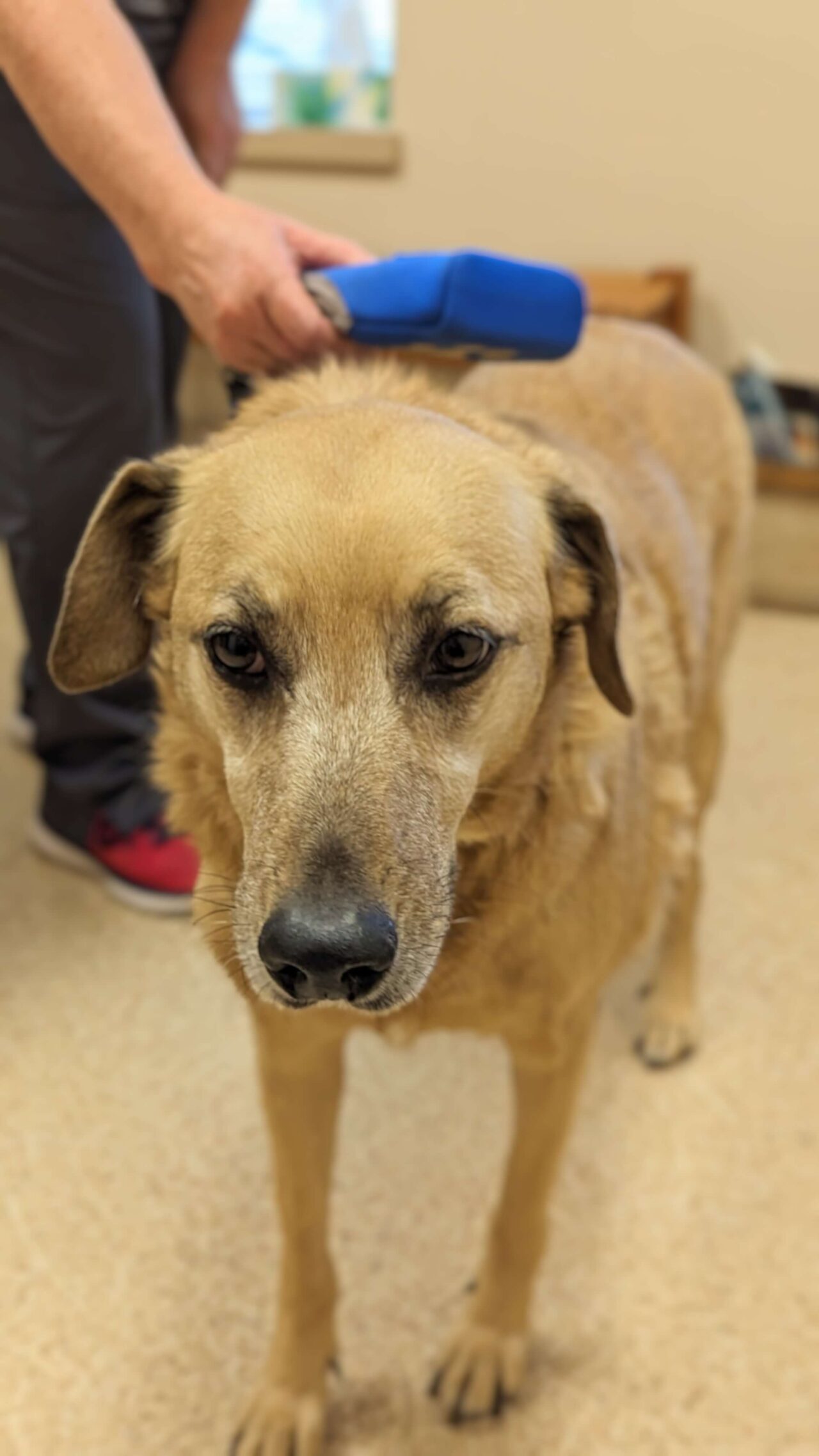 Pet Microchip In Walla Walla, WA Animal Clinic East