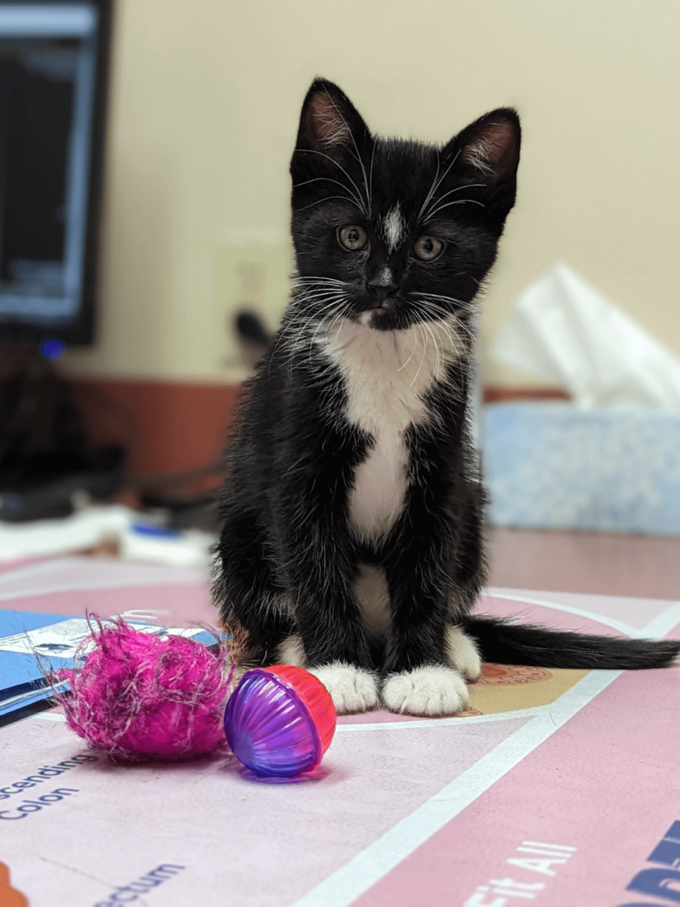 Pet Wellness In Walla Walla, WA Animal Clinic East