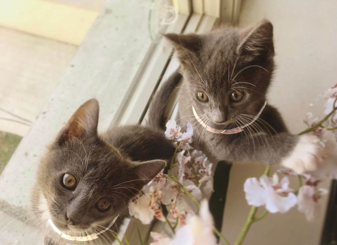 Two Kittens