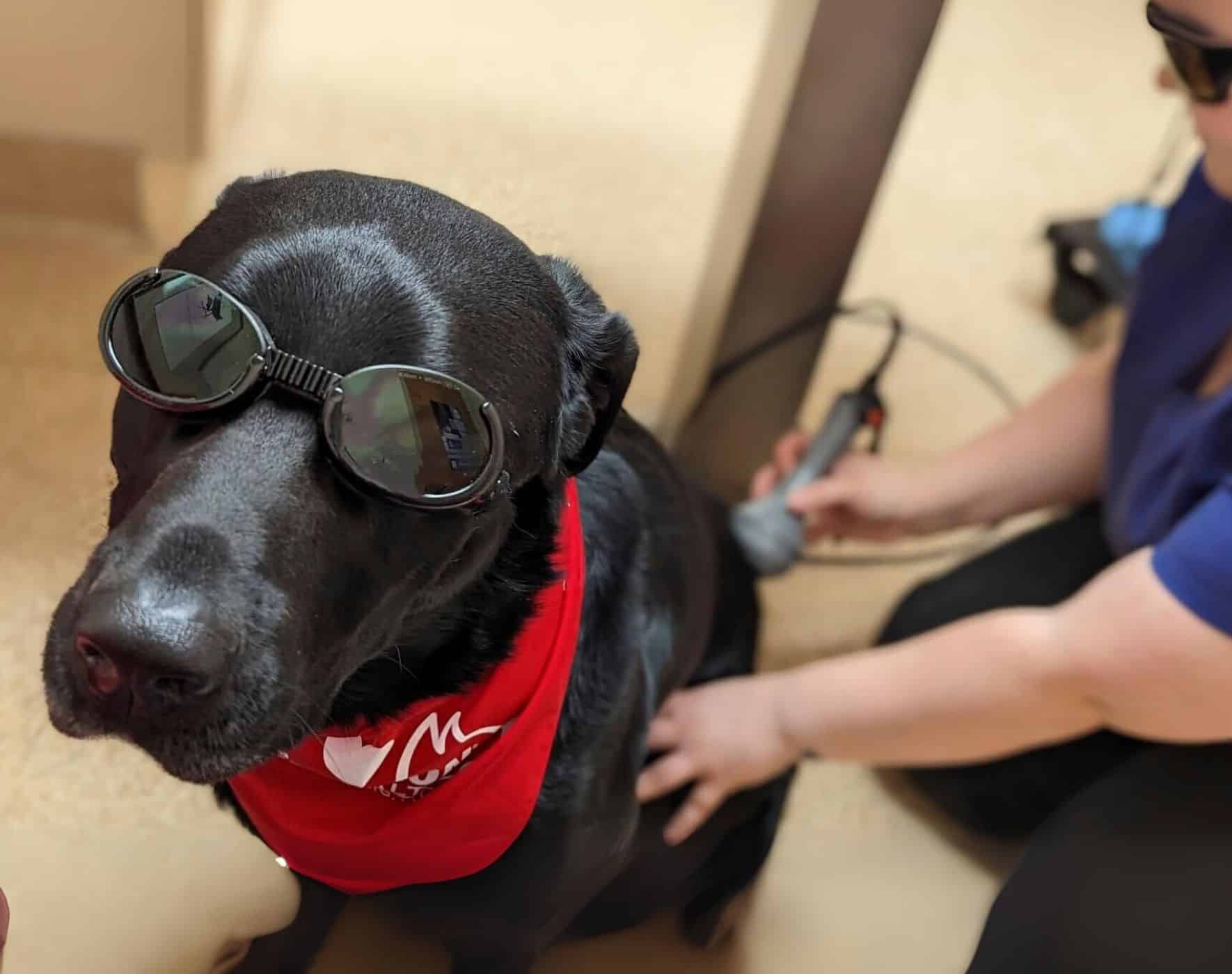 Tuker undergoing laser therapy